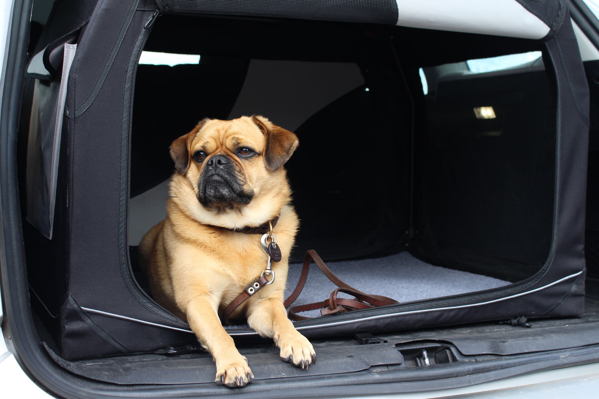 Hund im cambio-Auto