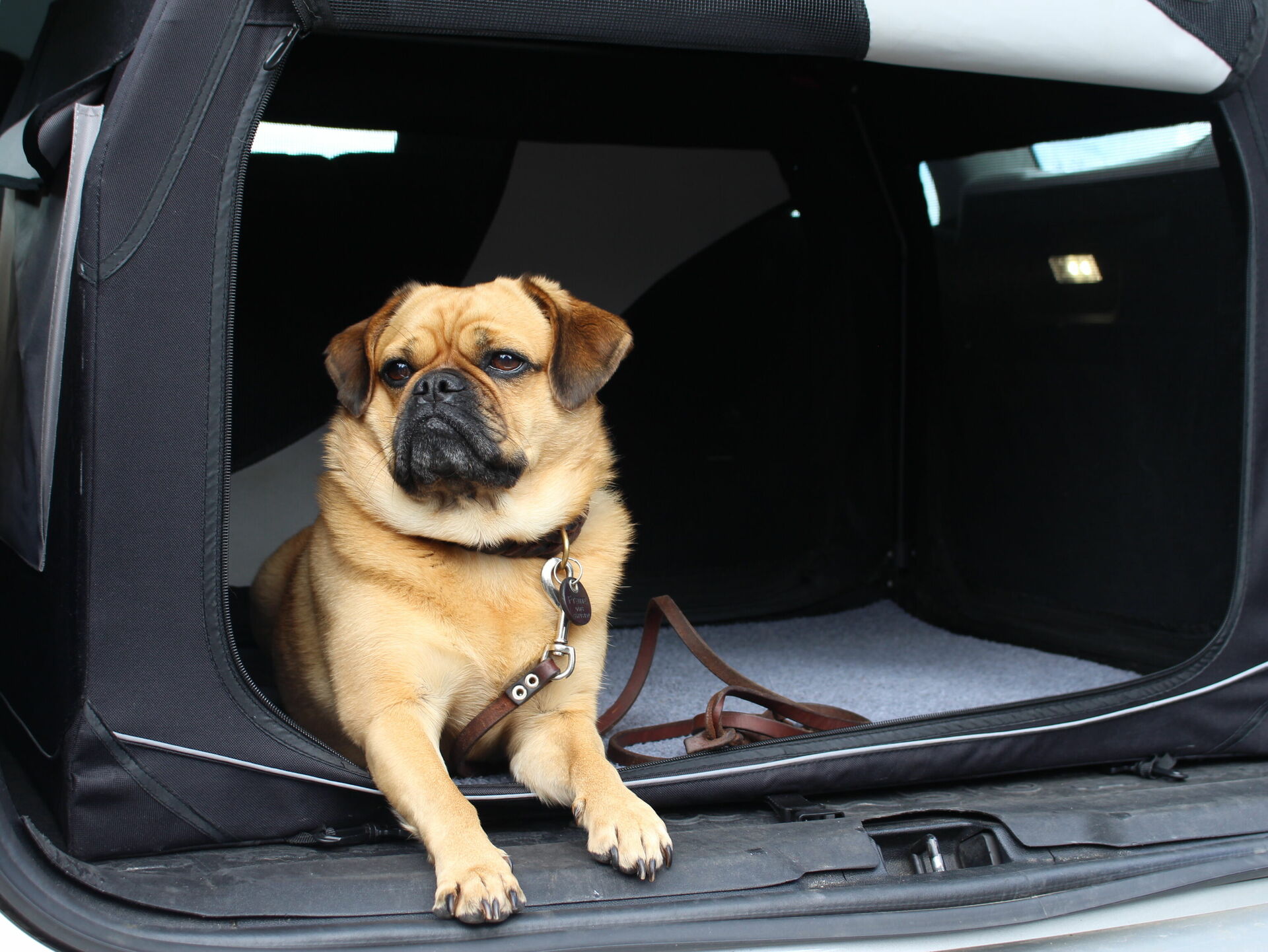 Tiere im cambio-Auto. Ein schwieriges Thema