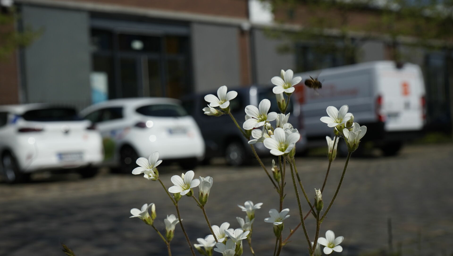 Blumen mit Biene mit CarSharing-Autos im Hintergrund.