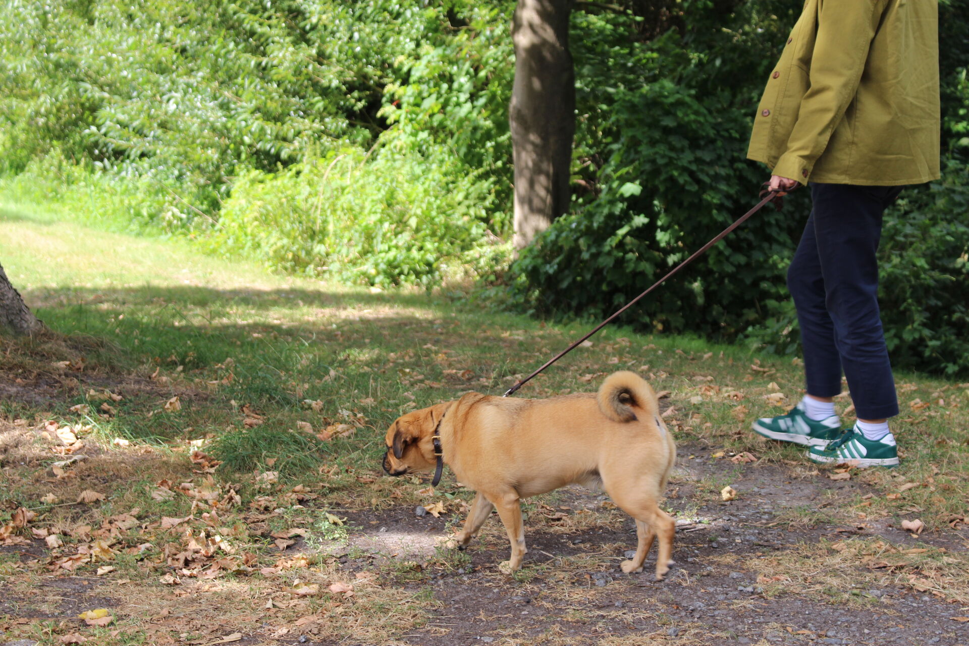 Hund beim Gassi gehen im Grünen
